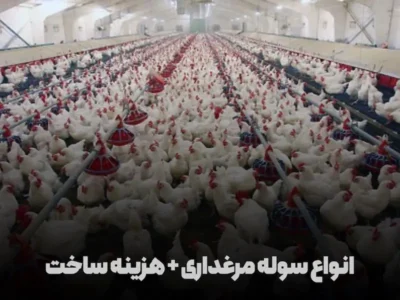 سوله مرغداری برای پرورش مرغ های گوشتی و تخم گذار